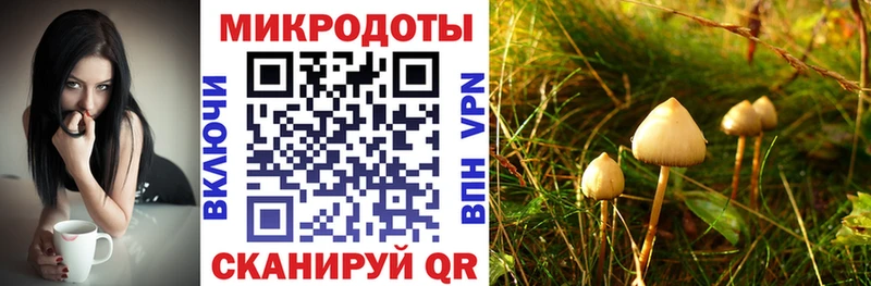 цена   Алзамай  MEGA   Псилоцибиновые грибы Psilocybe 